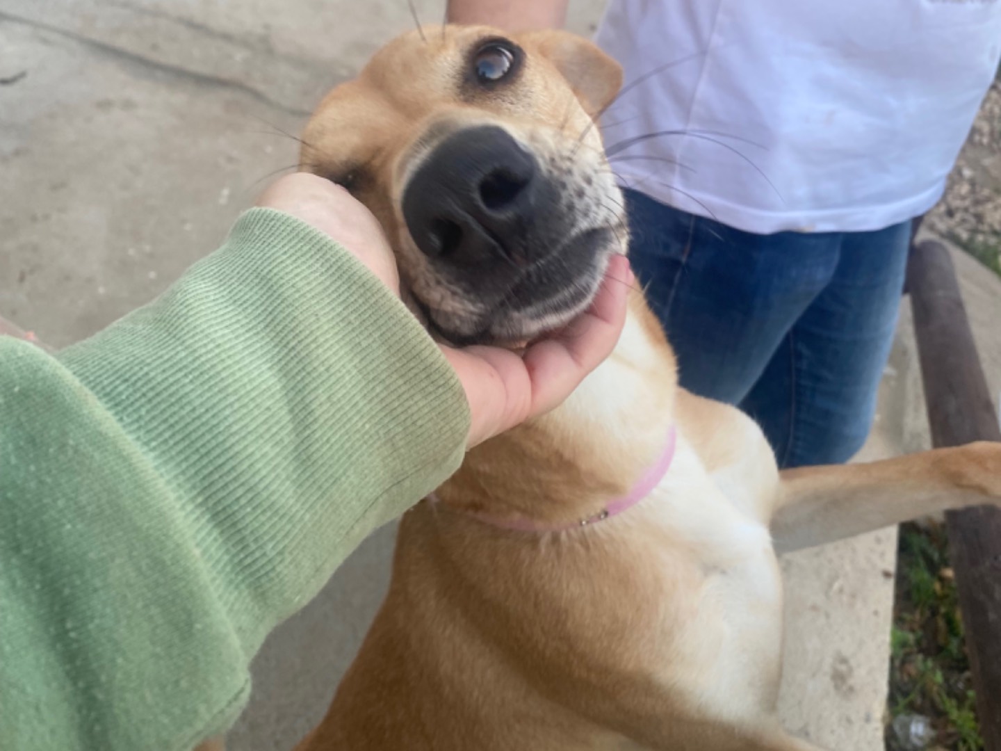 Adotta un cane, taglia media, femmina, Trapani