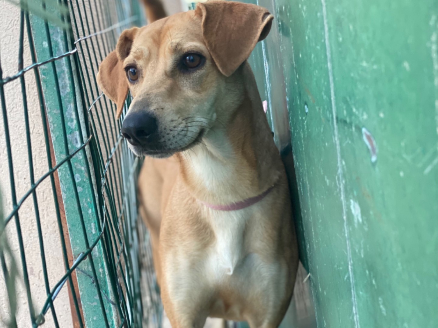 Adotta il cane Sandy a Trapani