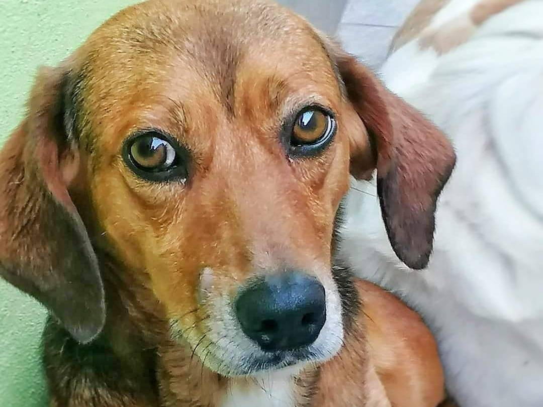 Adozione cane, maschio, meticcio, 3 anni e 3 mesi, taglia piccola, Crotone