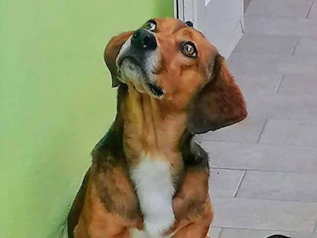 Adotta un cane, maschio, 3 anni e 3 mesi, Crotone