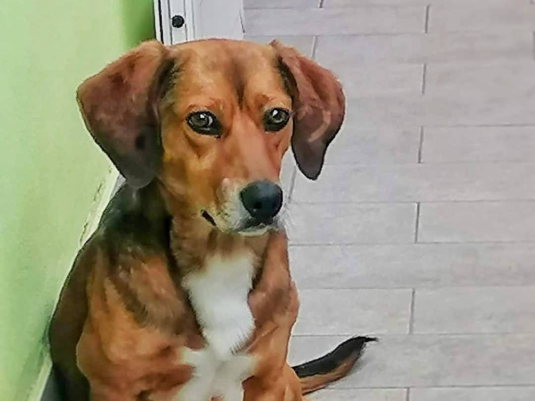 Adotta un cane, taglia piccola, maschio, Crotone