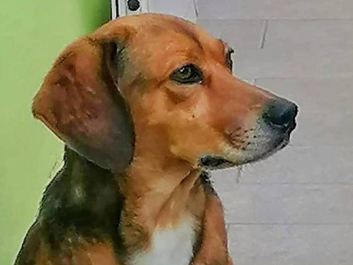 Vuoi adottare un cane a Crotone?