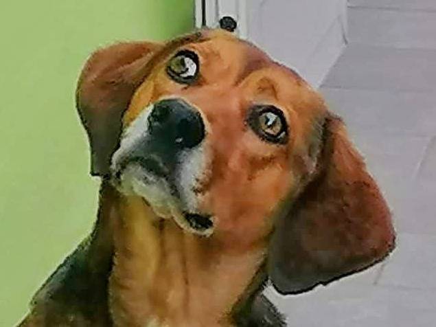 Adotta il cane ONLY  a Crotone