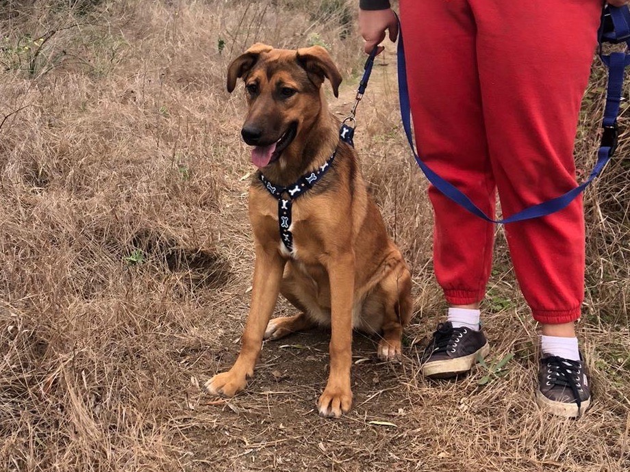 Adotta un cane, femmina, 2 anni  e 2 mesi , Siracusa