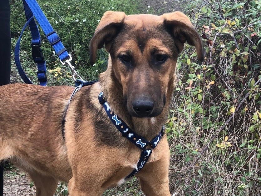 Adotta un cane, taglia media, femmina, Siracusa