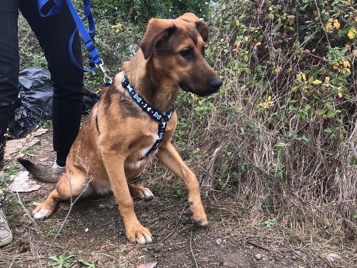 Vuoi adottare un cane a Siracusa?