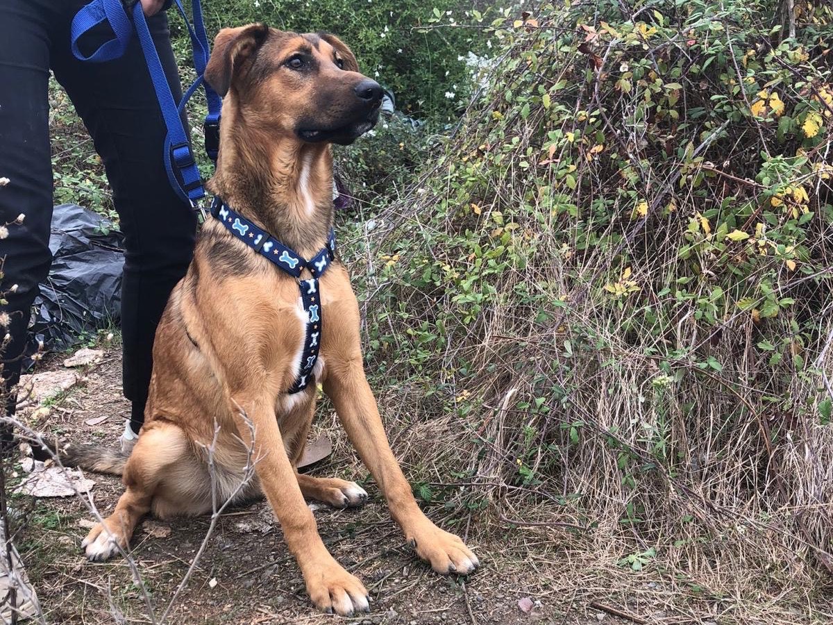 Adotta il cane Cjube a Siracusa