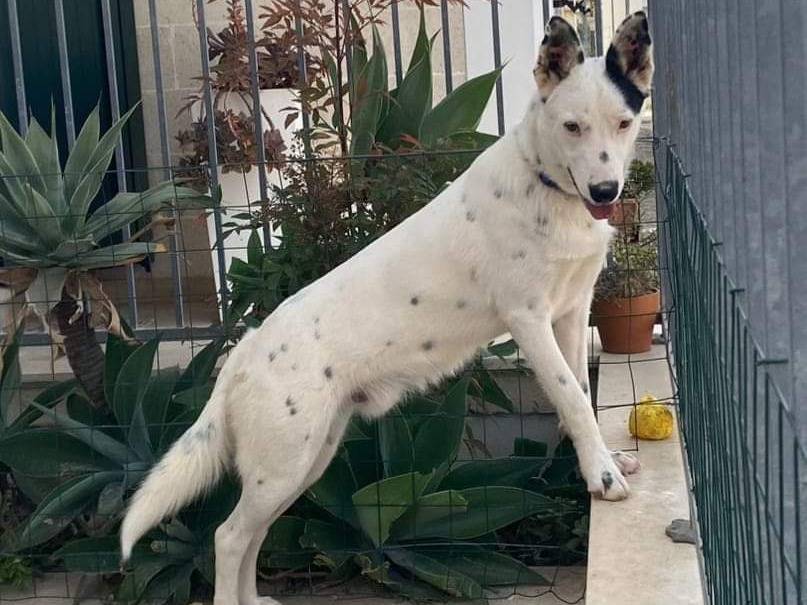 Adotta un cane, maschio, 2 anni  e 5 mesi , Taranto