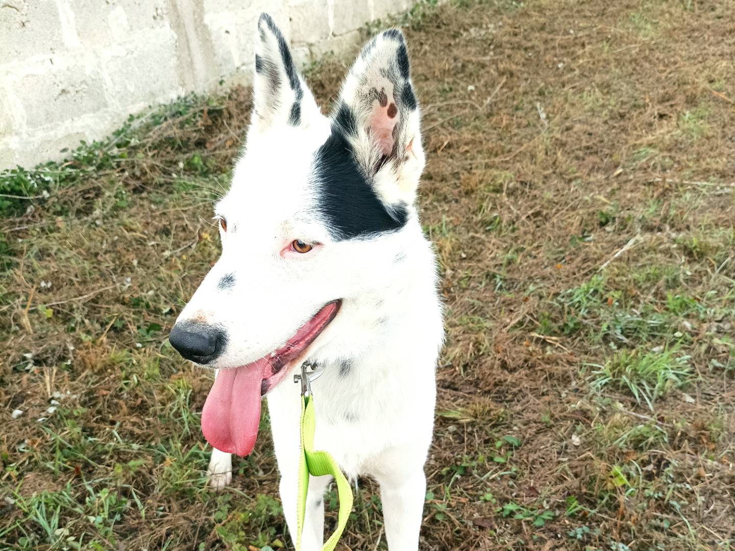 Adotta un cane, taglia media, maschio, Taranto