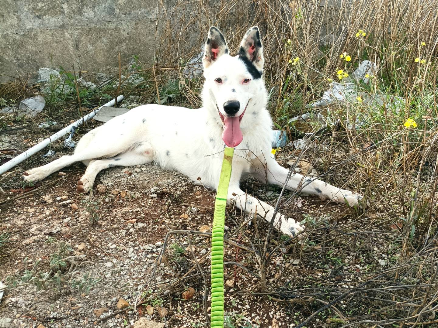 Vuoi adottare un cane a Taranto?