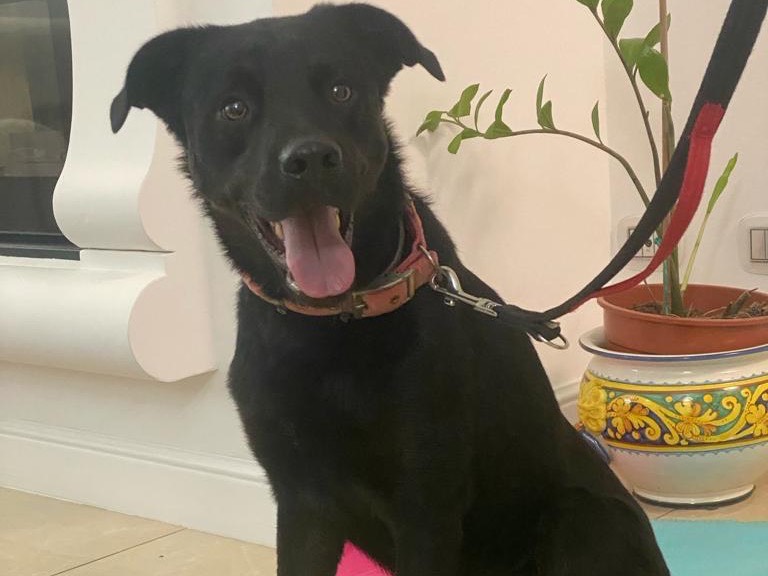 Adotta un cane, taglia media, maschio, Torino