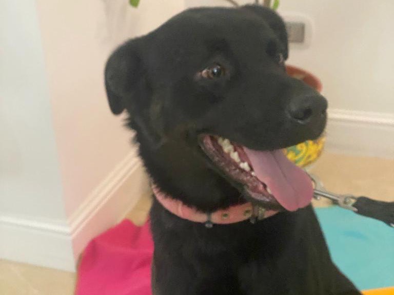 Vuoi adottare un cane a Torino?
