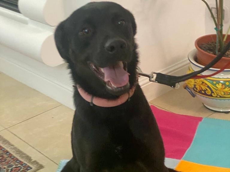 Adotta un cane, maschio, 3 anni  e 5 mesi , Torino