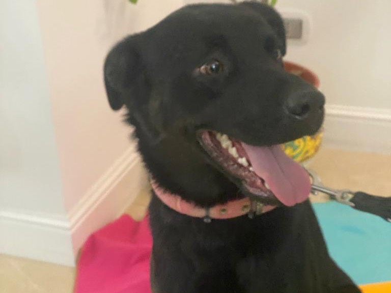 Adotta il cane Lampo a Torino