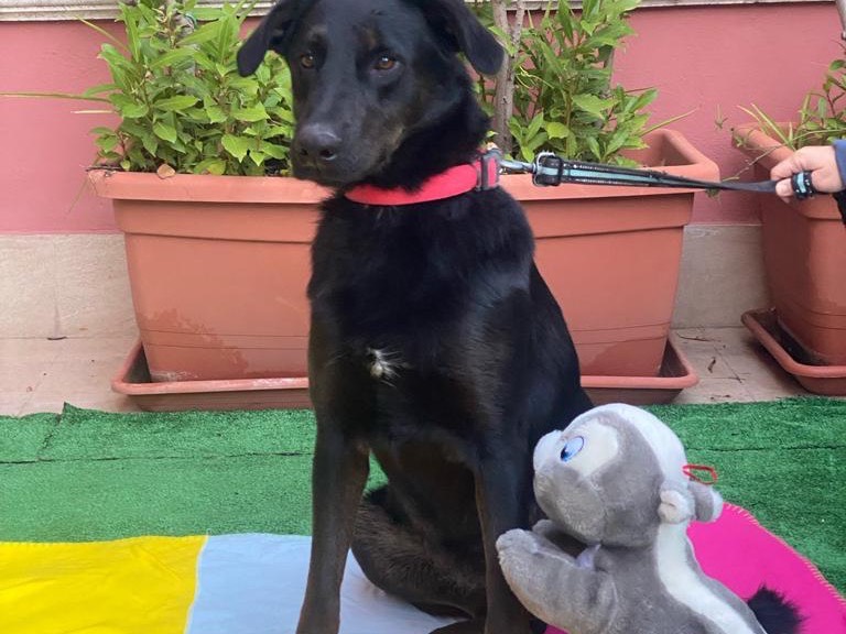 Foto dell'animale