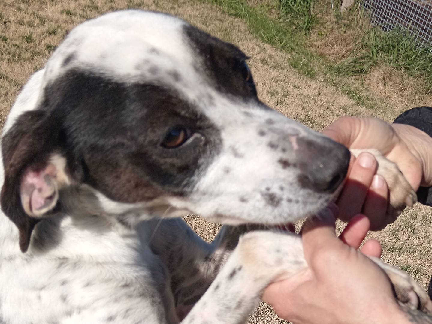 Adotta un cane, femmina, 4 anni  e 5 mesi , Latina