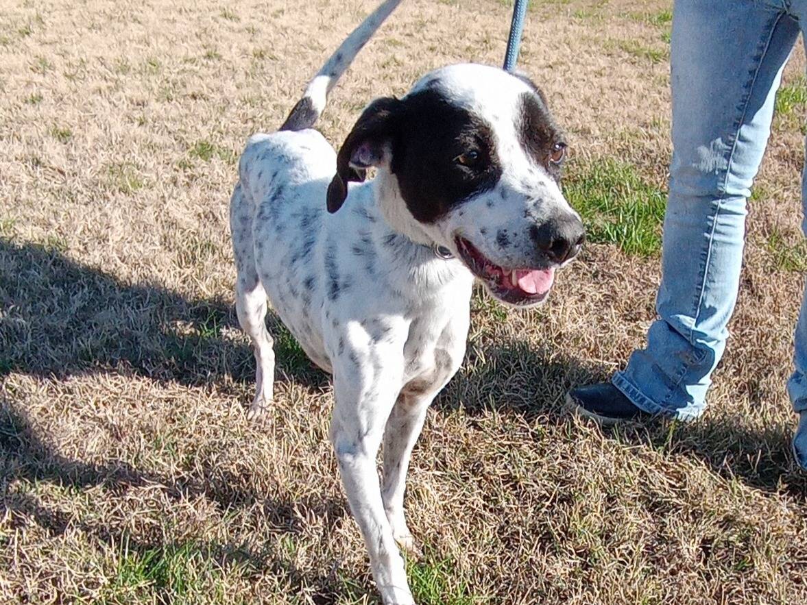 Adotta un cane, taglia media contenuta, femmina, Latina