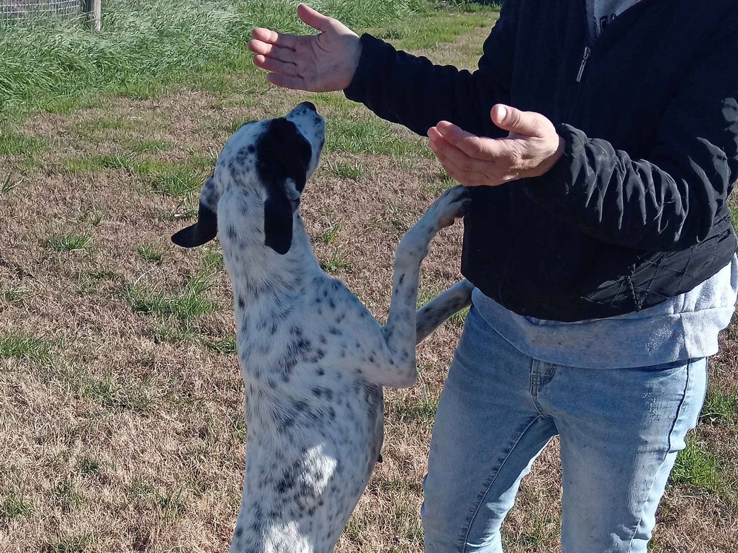 Vuoi adottare un cane a Latina?