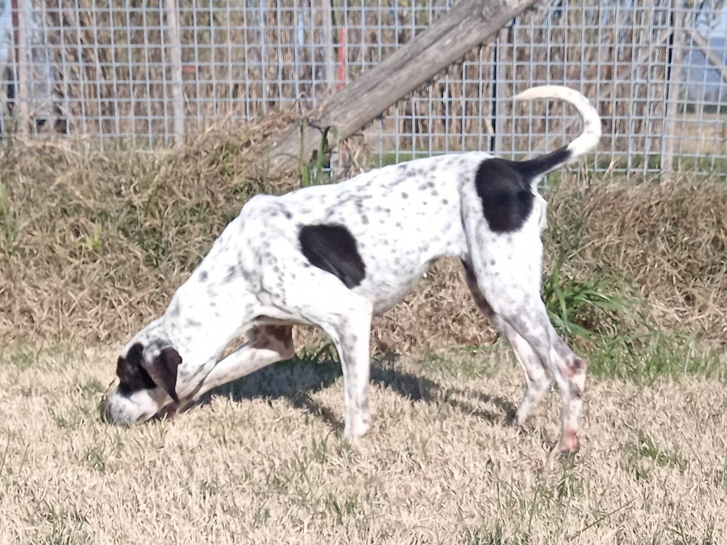 Adotta il cane Cha Cha Cha la mini pointer tutta energia a Latina