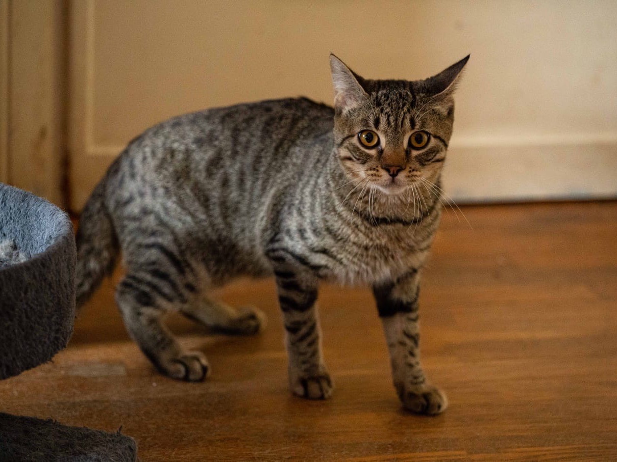 Adotta un gatto, maschio, 2 anni e 4 mesi, Roma