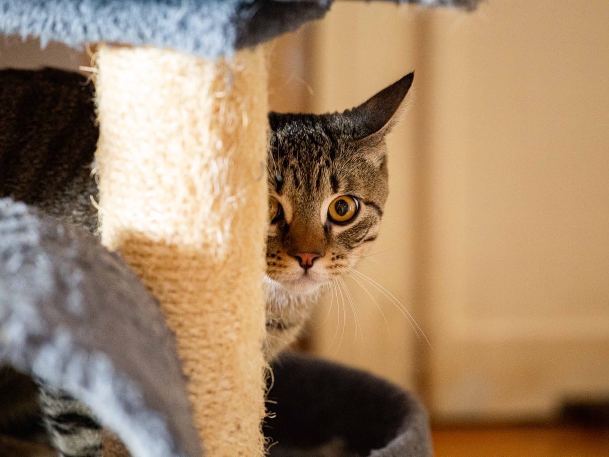 Adotta un gatto, taglia non valida, maschio, Roma