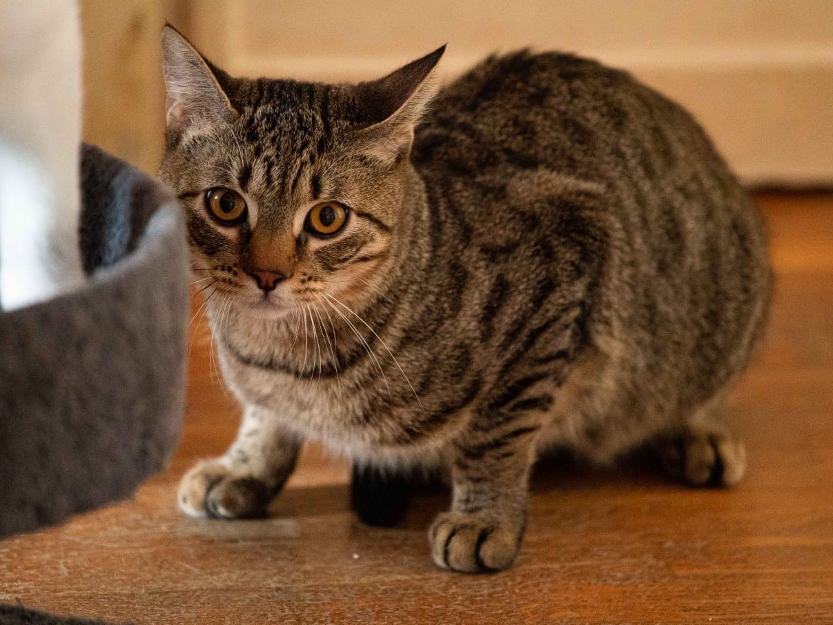 Vuoi adottare un gatto a Roma?
