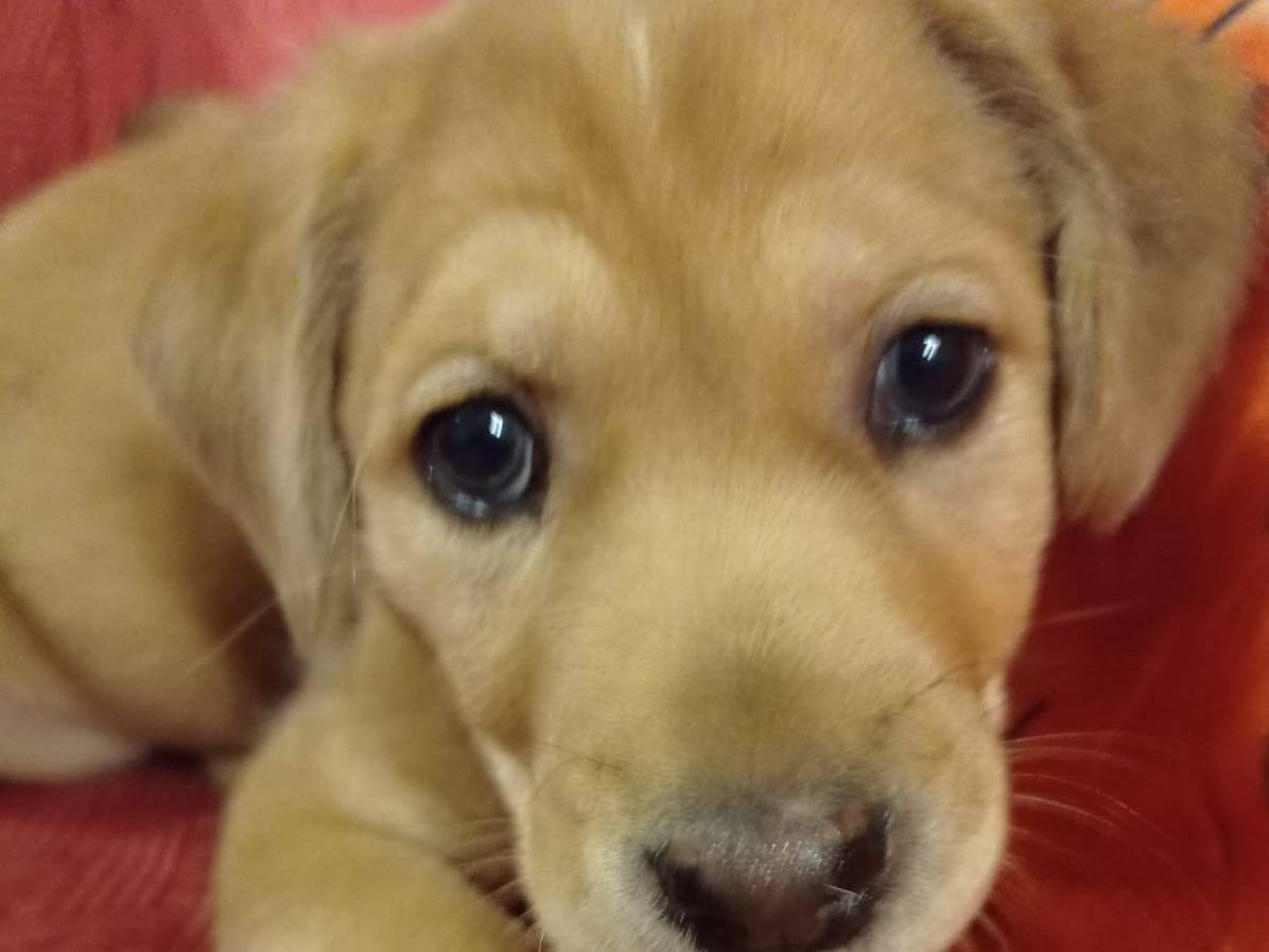 Adozione cane, femmina, meticcio, 2 anni e 5 mesi, taglia media, Cosenza