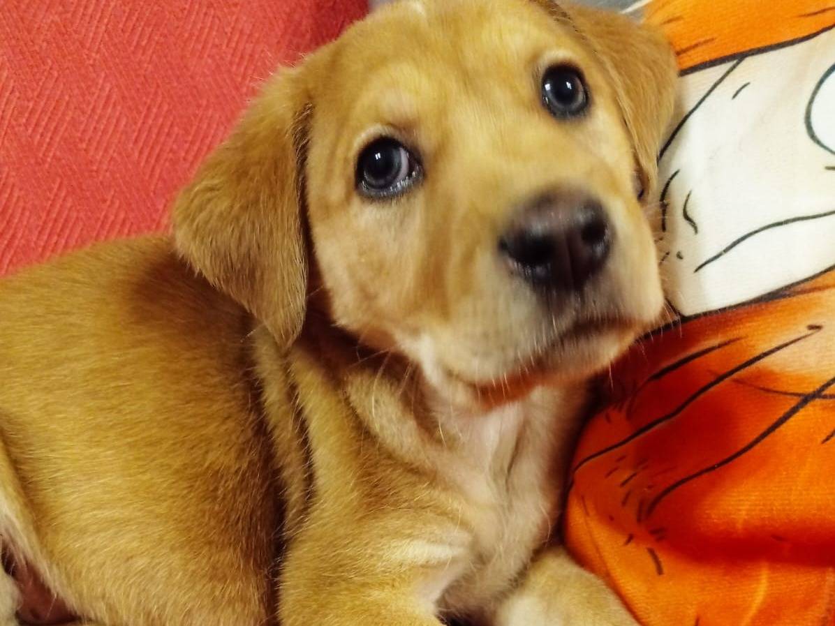 Adotta un cane, femmina, 2 anni e 5 mesi, Cosenza