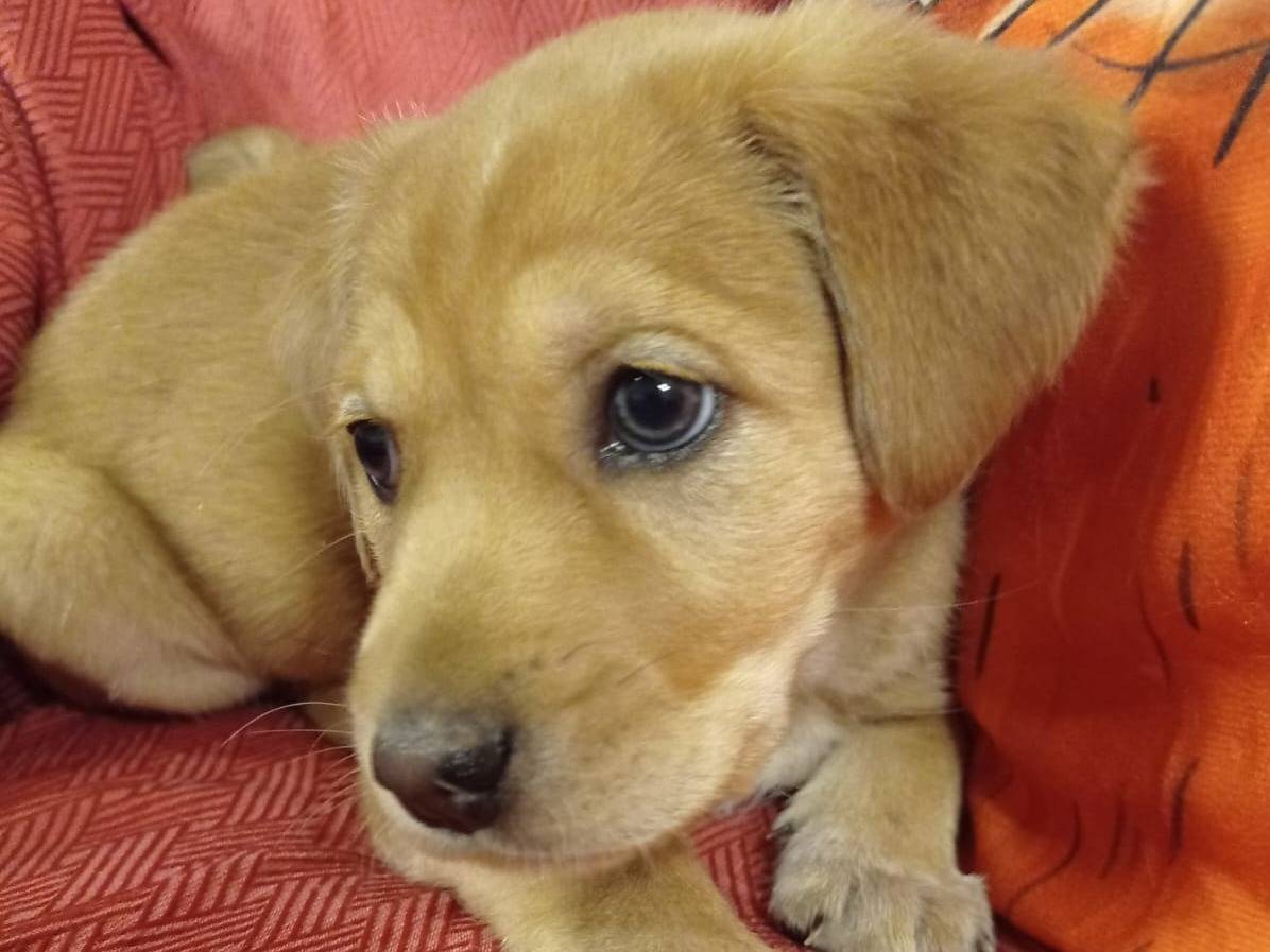 Adotta un cane, taglia media, femmina, Cosenza