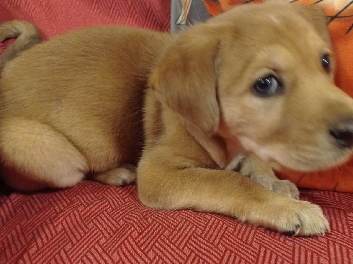 Vuoi adottare un cane a Cosenza?