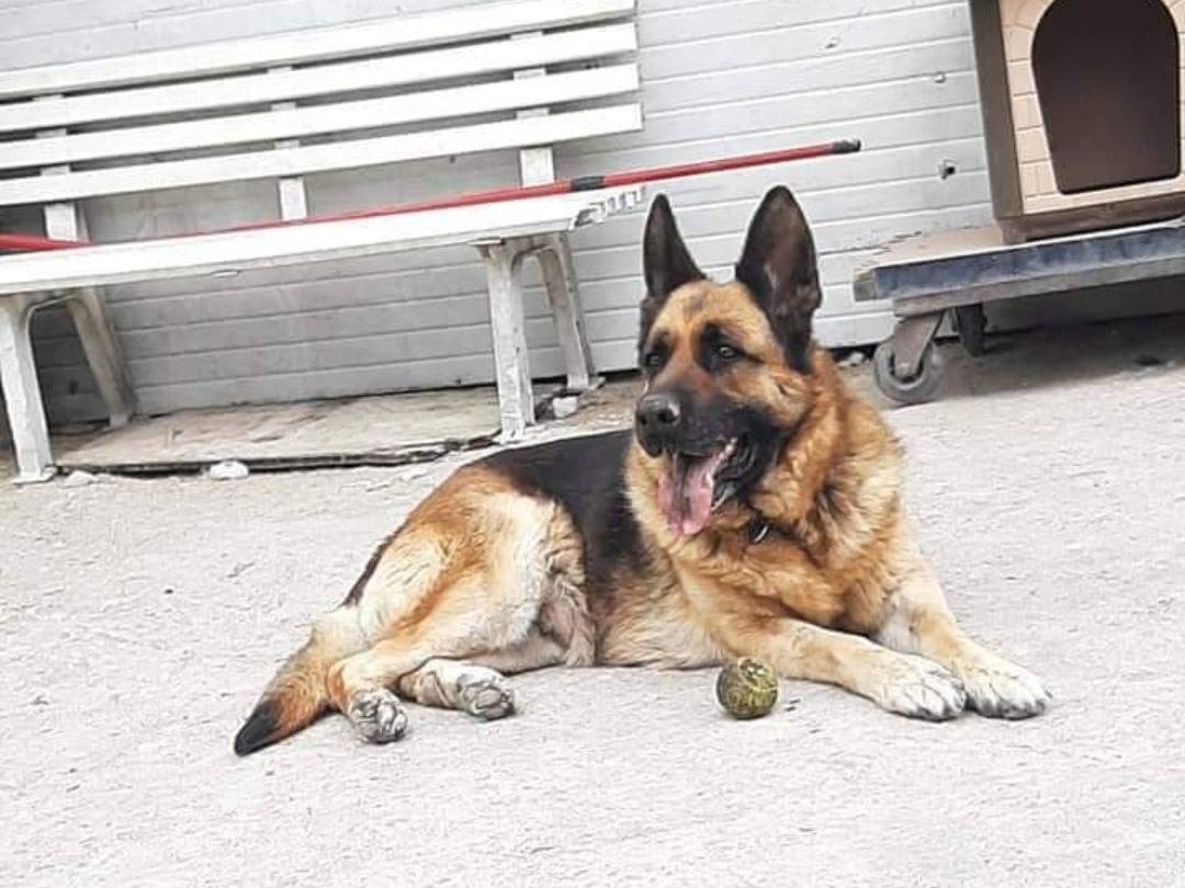 Adozione cane, femmina, Pastore tedesco, 9 anni  e 10 mesi , taglia grande, Napoli
