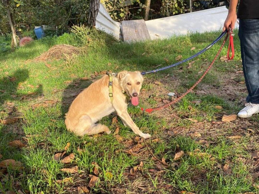 Adotta un cane, femmina, 5 anni  e 2 mesi , Napoli