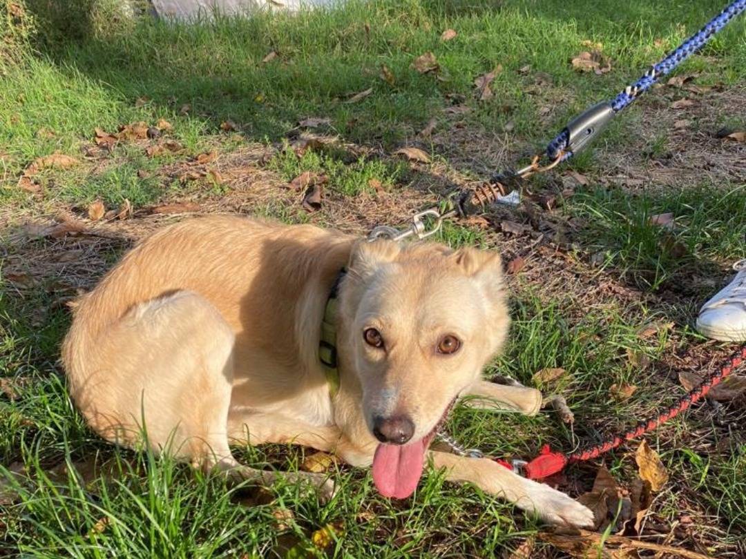 Adotta un cane, taglia media contenuta, femmina, Napoli