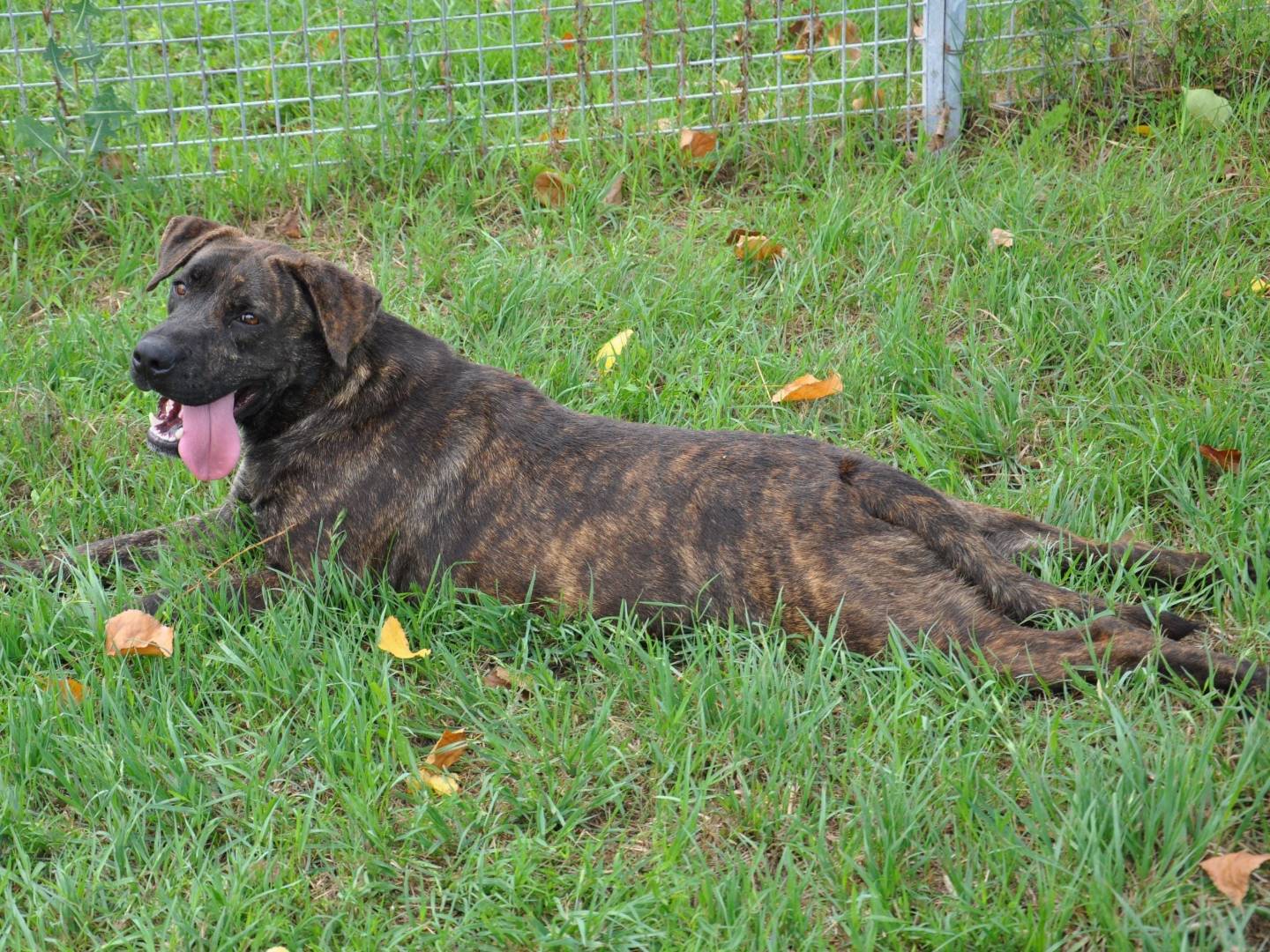 Adotta un cane, maschio, 6 anni  e 3 mesi , Caserta