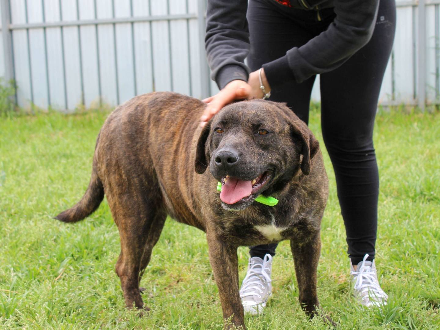 Adotta un cane, taglia grande, maschio, Caserta