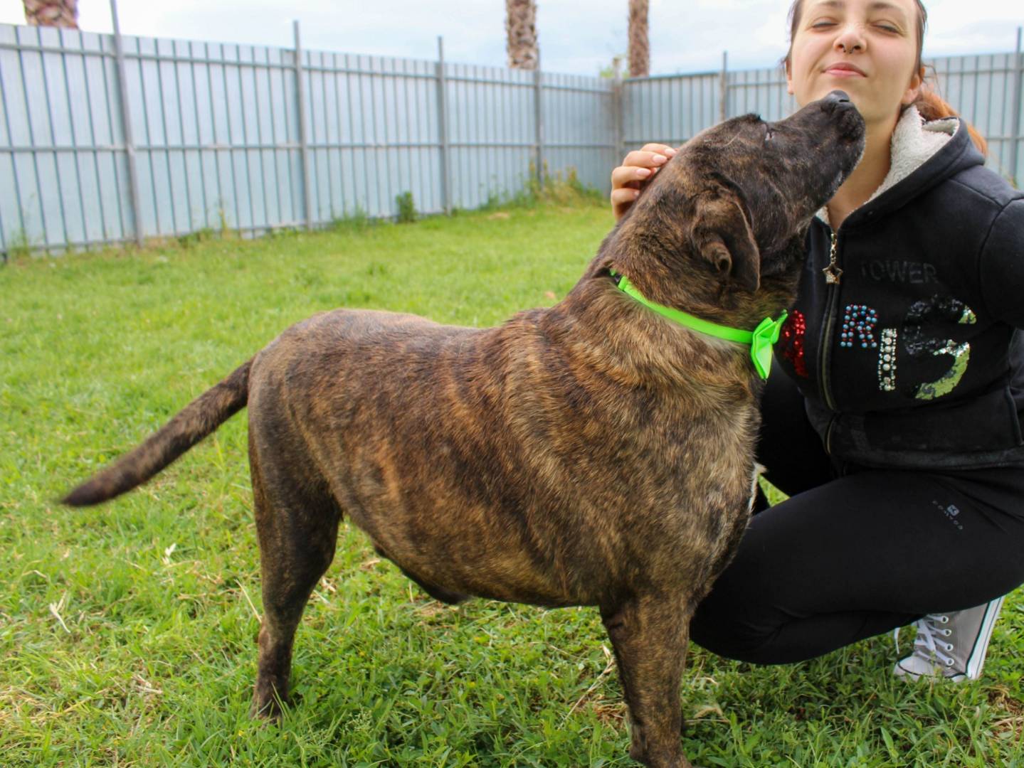 Vuoi adottare un cane a Caserta?