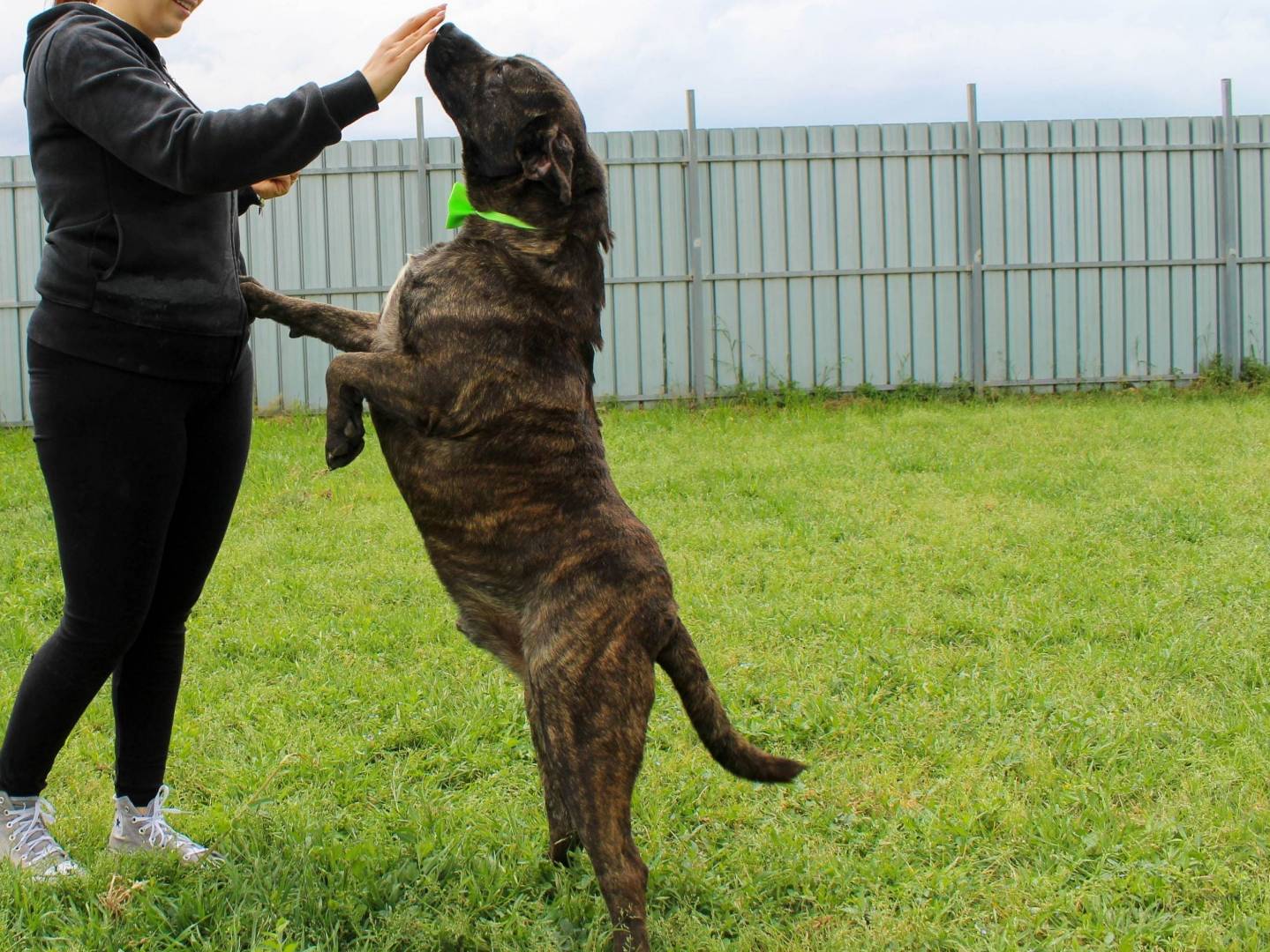 Adotta il cane Rambo a Caserta
