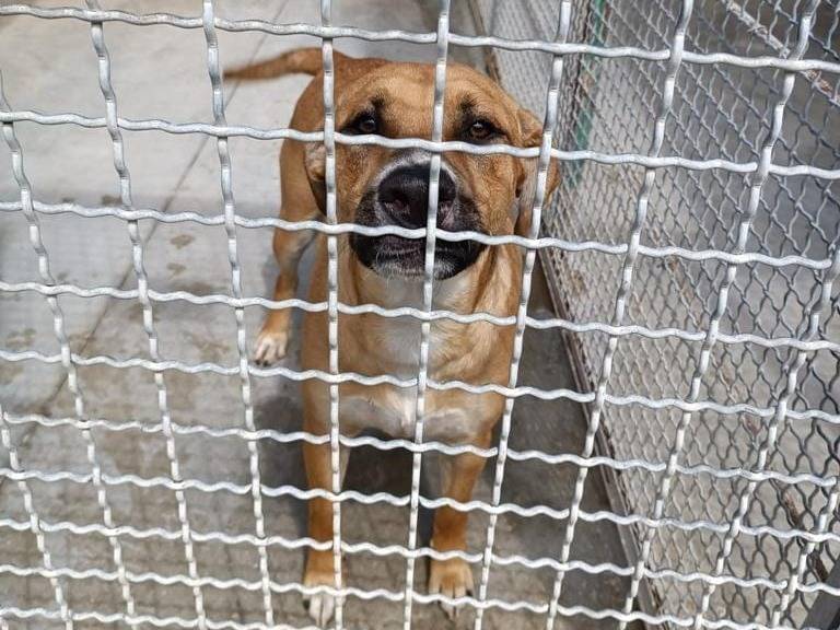 Adotta un cane, maschio, 3 anni  e 5 mesi , Caserta