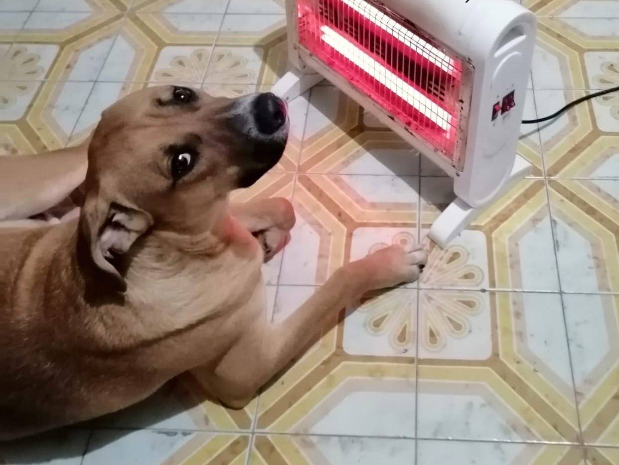 Adotta il cane Cash a Caserta