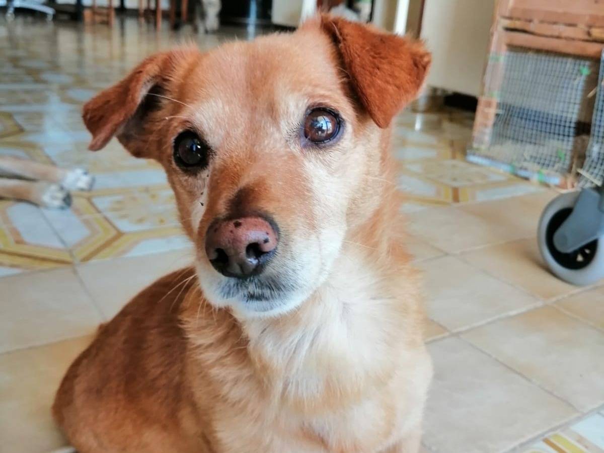 Foto dell'animale