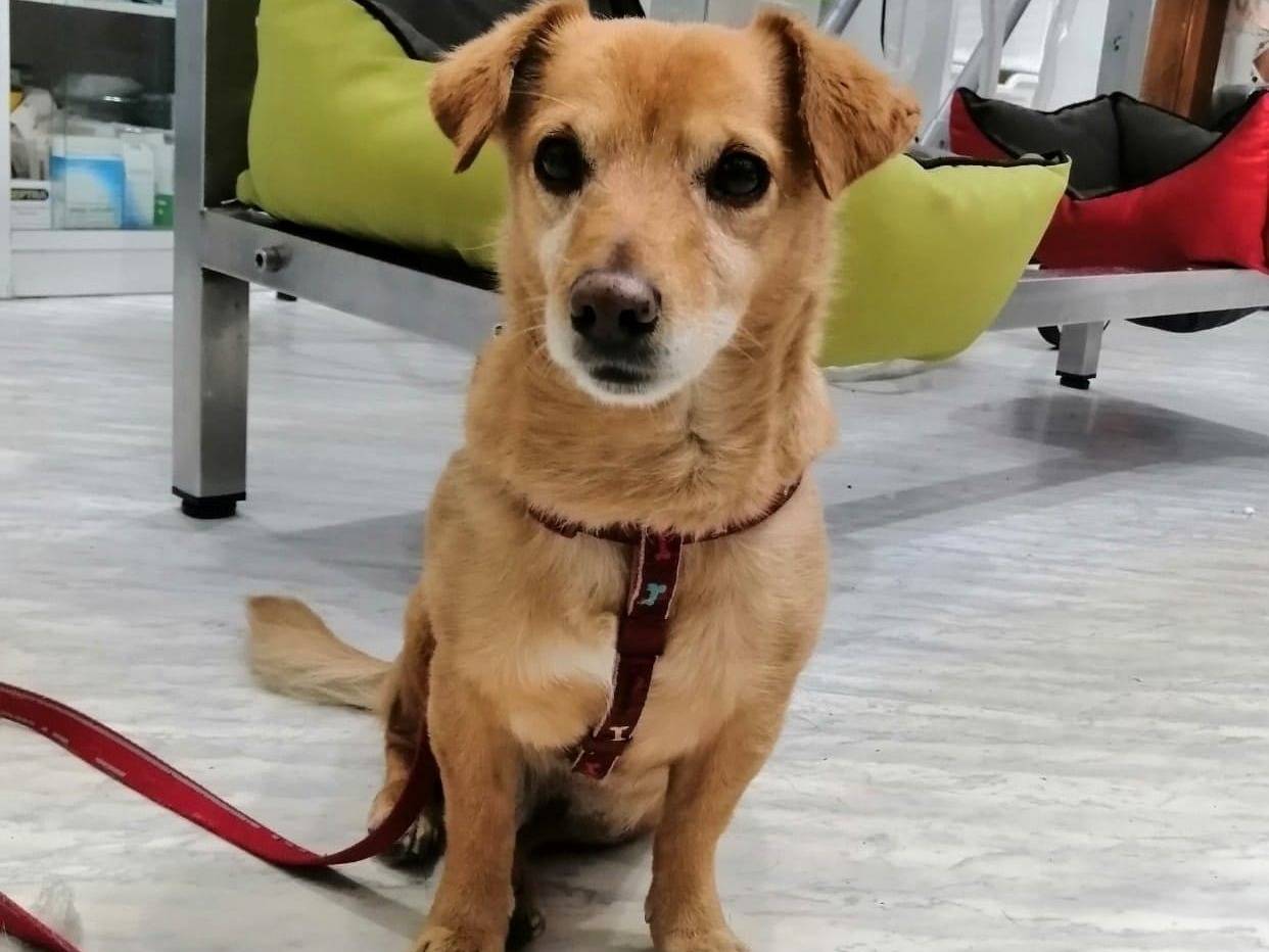 Adotta un cane, maschio, 12 anni  e 6 mesi , Caserta
