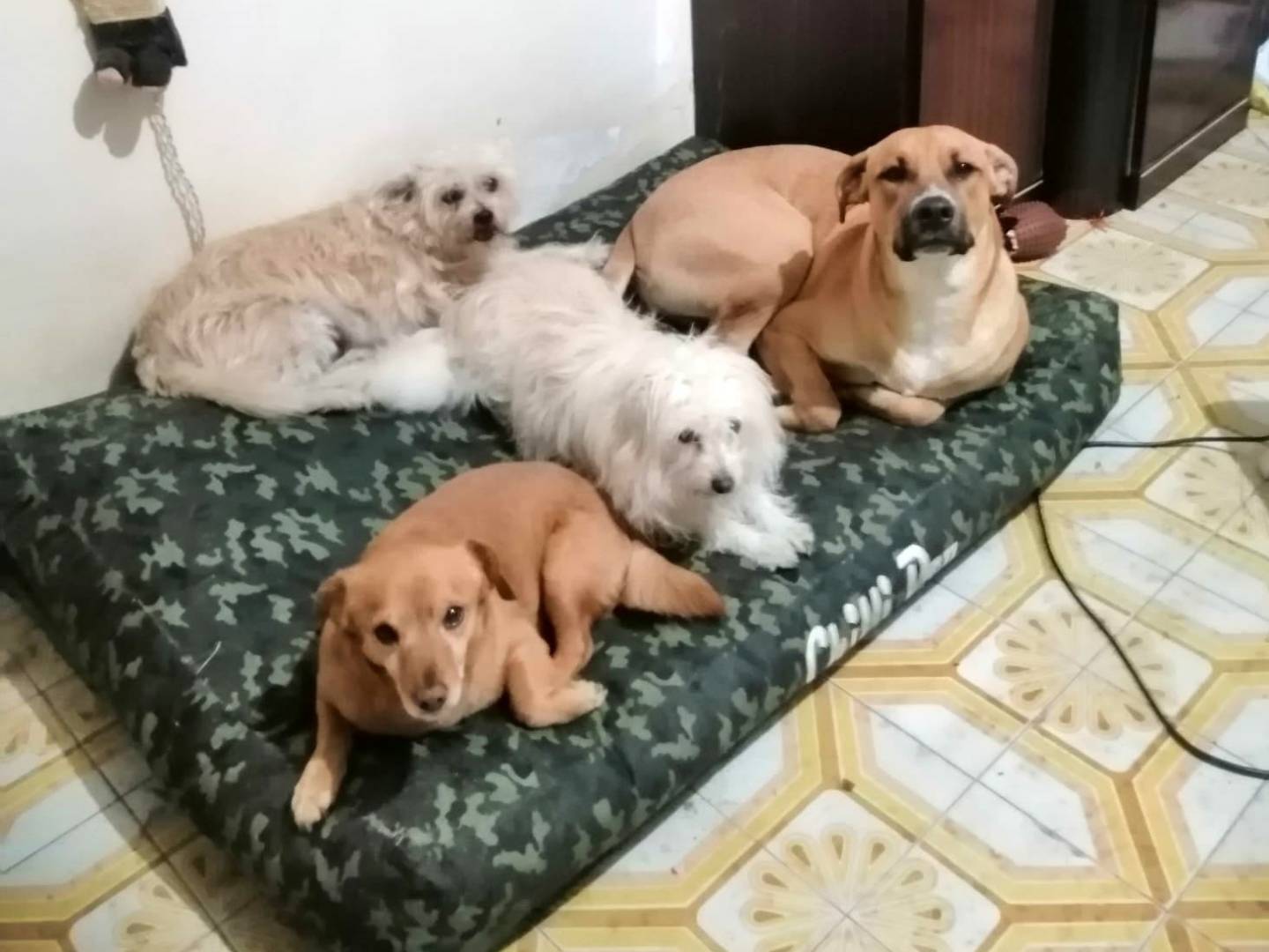 Adotta un cane, taglia piccola, maschio, Caserta