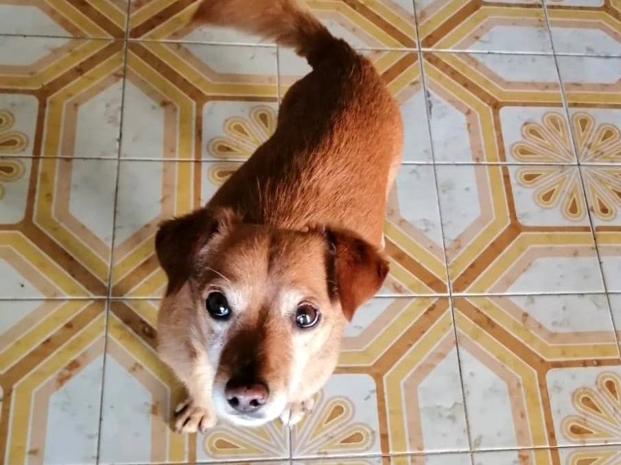 Adotta il cane Sbilly a Caserta