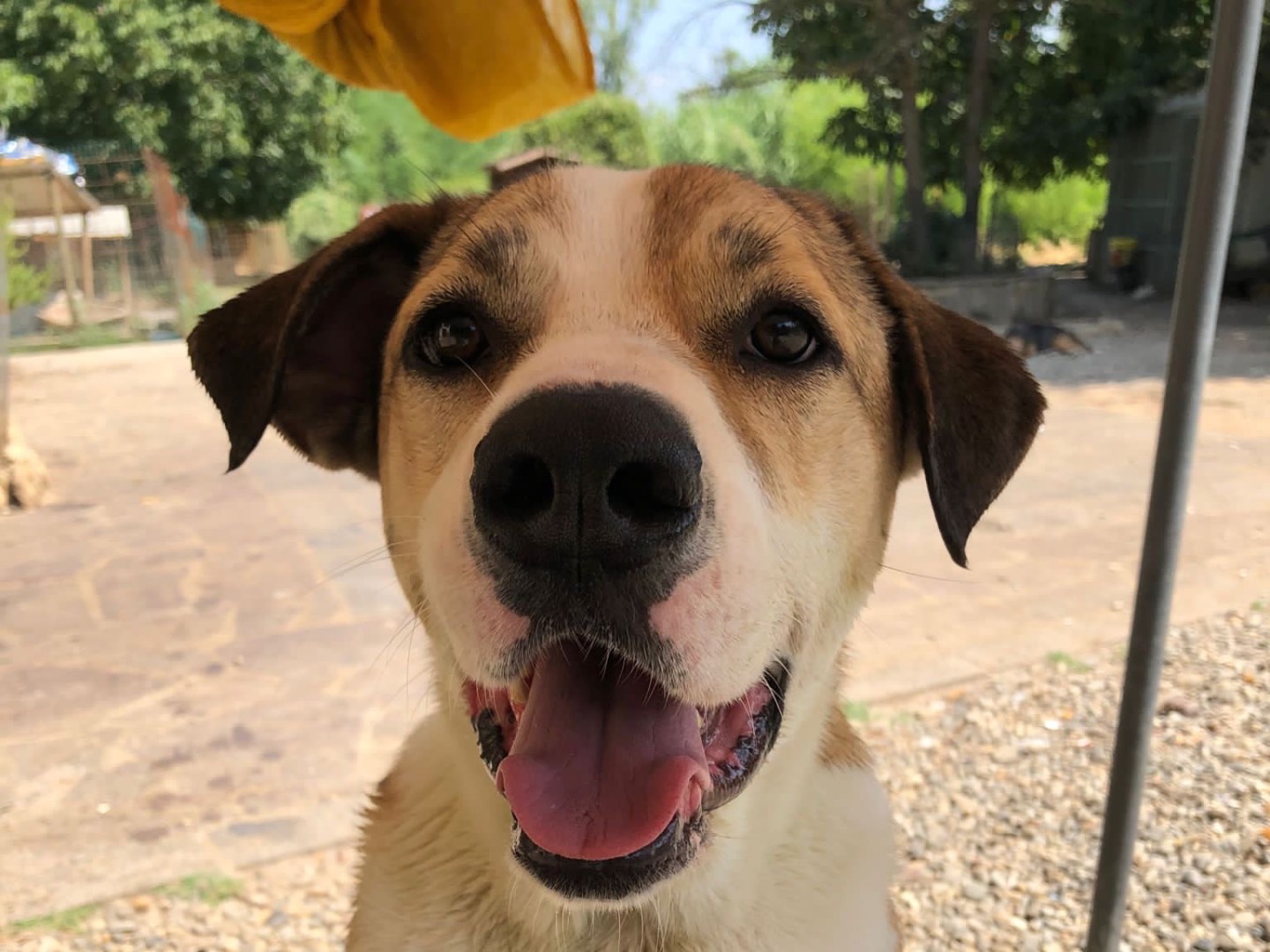 Adotta un cane, maschio, 4 anni  e 4 mesi , Piacenza