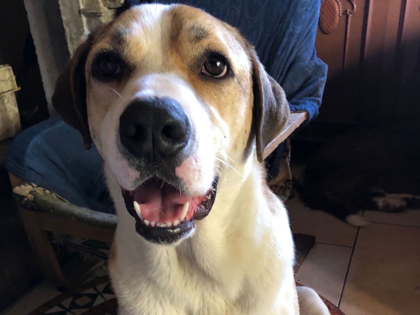 Adotta un cane, taglia grande, maschio, Piacenza