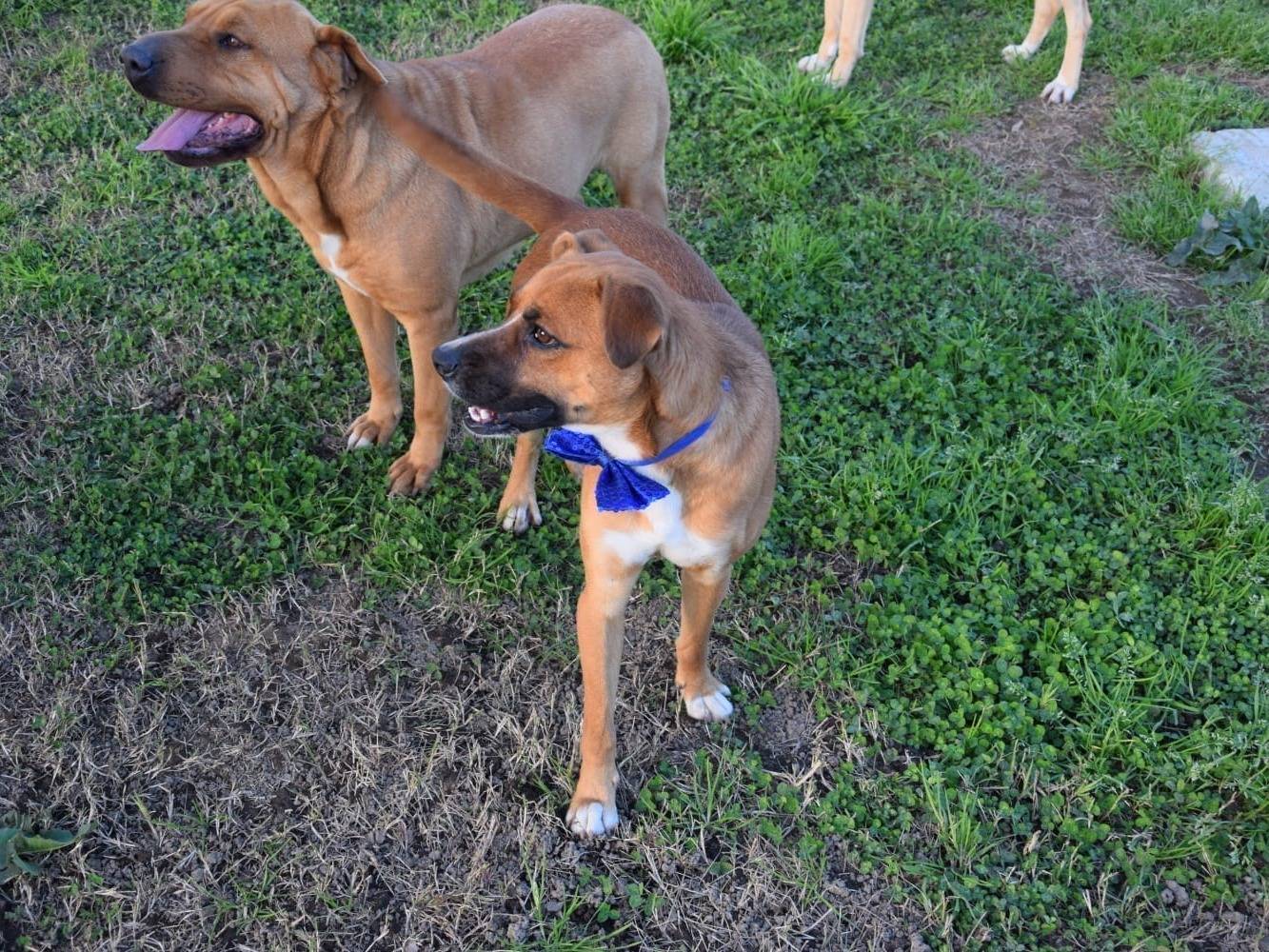 Adotta un cane, maschio, 3 anni  e 1 mese, Caserta