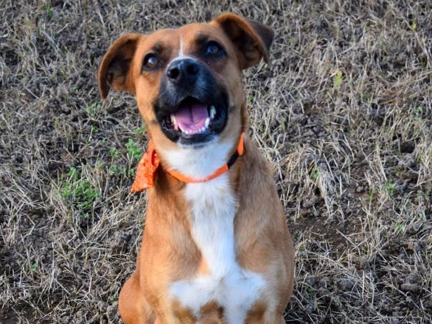 Adotta un cane, taglia media, maschio, Caserta