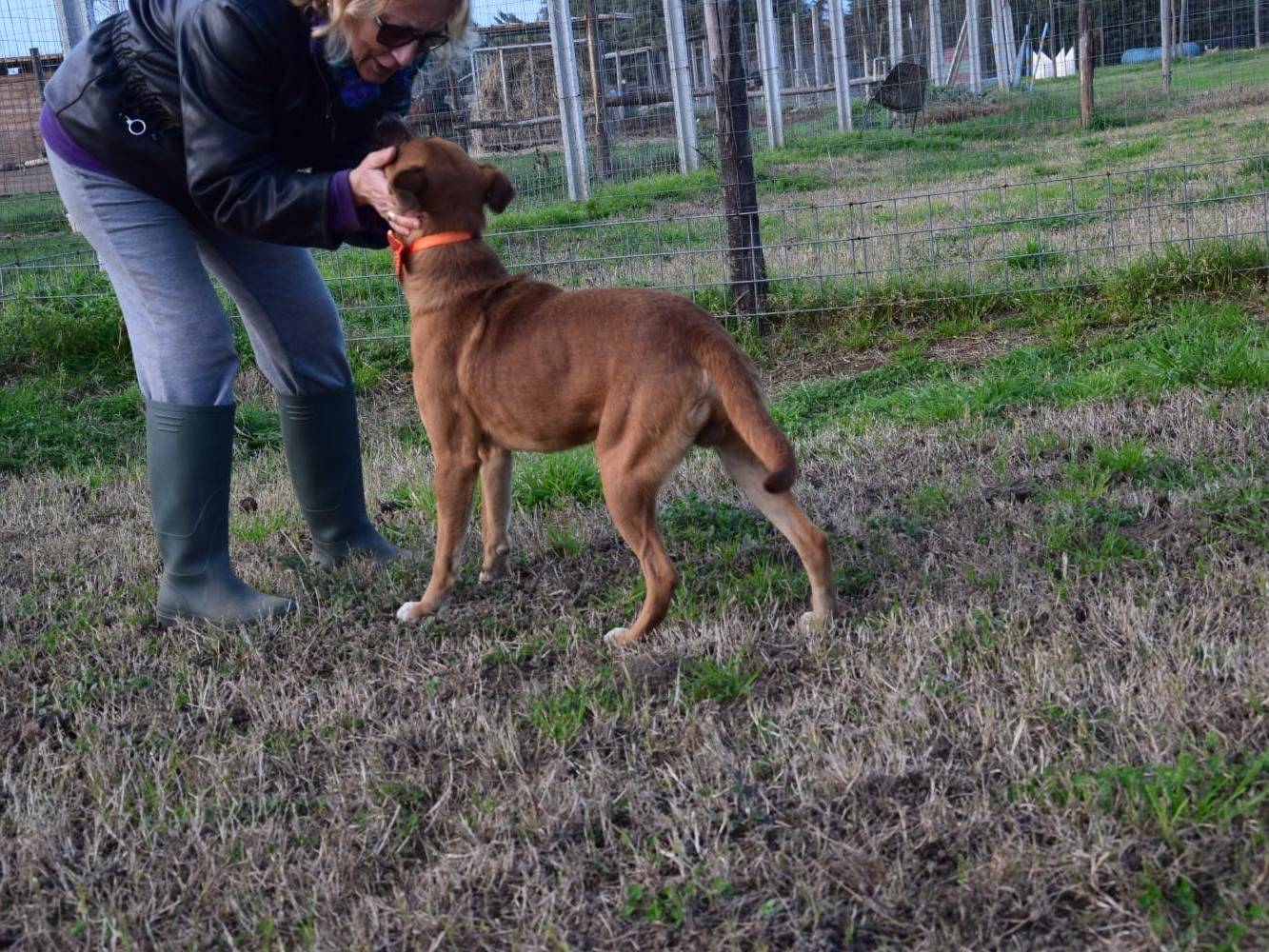 Foto 2 dell'animale