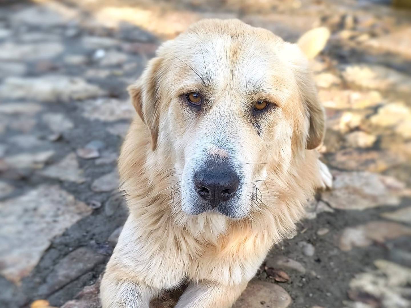 Adozione cane, maschio, meticcio, 7 anni, taglia gigante, Parma