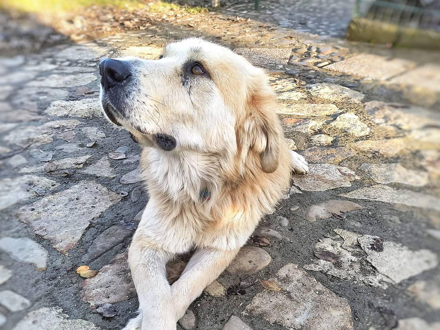 Adotta un cane, maschio, 6 anni  e 1 mese, Parma